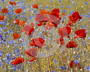 Poppies.