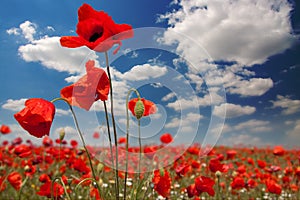 Poppies