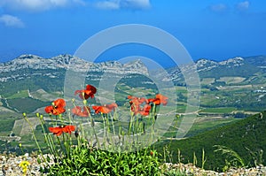 Poppies above Patrimonio, Corsica photo