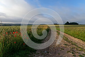 Poppies and agricultural fields in ÃŽle de France country