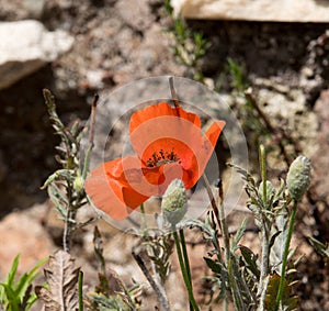 Poppies