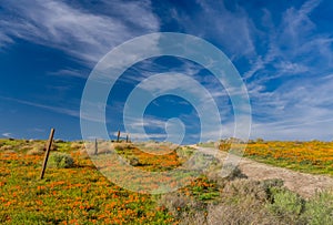 Poppies of Antelope Valley