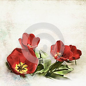 Poppies background