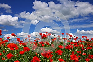 Poppies on a background of the blue sky