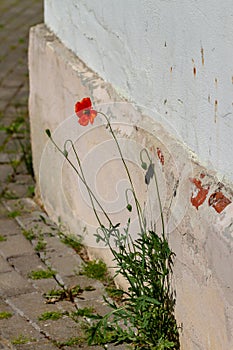 Poppies at the background of a wall