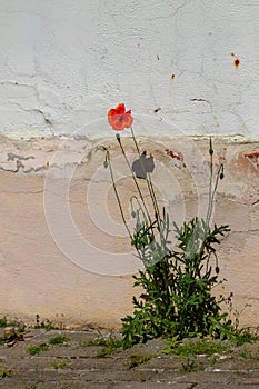 Poppies at the background of a wall