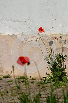 Poppies at the background of a wall