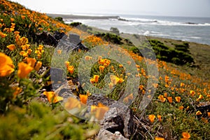 Poppies at the Beach