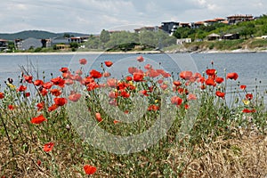 Poppies on the beach 6