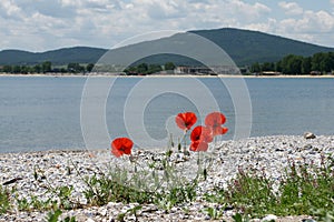 Poppies on the beach 7