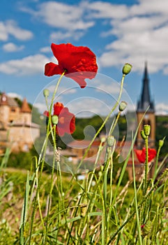 Poppies in Beaujolais, France