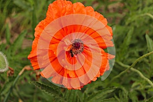 Poppies and bee