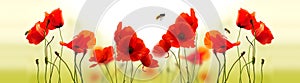 Poppies and bees photo