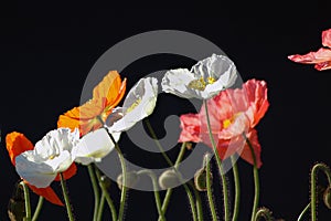 Poppies on Black BG