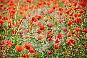 Poppies bloom on the field photo