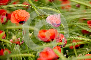 Poppies bloom on the field. photo