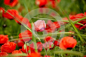 Poppies bloom on the field. photo