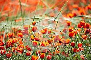 Poppies bloom on the field. photo