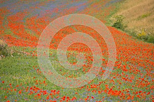 Poppies in bloom in the plain of Castelluccio di Norcia. Apennines, Umbria, Italy