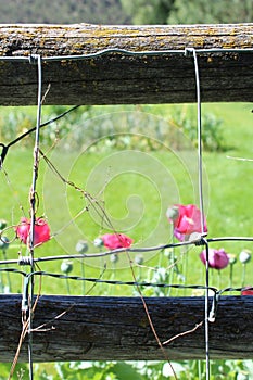 Poppies blooming behind wires