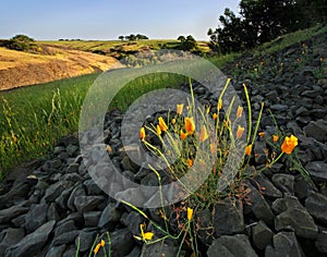 Poppies blooming on California hillside