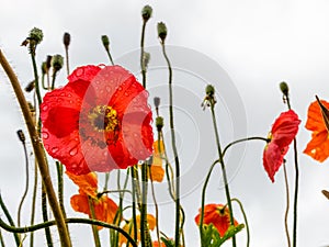 Poppies blooming in a field. Raindrops on the red petals