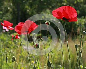 Poppies blooming and ripening