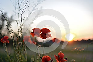 Poppies blooming, sunset in background, country meadow landscape