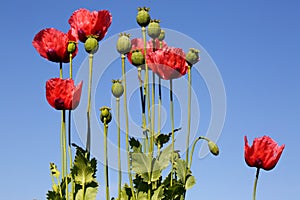 Poppies and blue sky