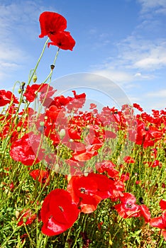 Poppies and blue sky in holland