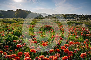 Poppies and Castle at Bamburgh Dunes in a sea fret