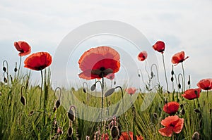 poppies in a close up