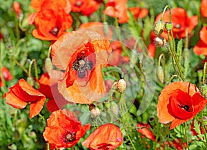 poppies in a close up view