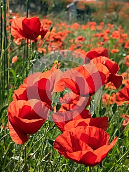 Poppies Closeup in Provence