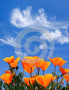 Poppies and Clouds