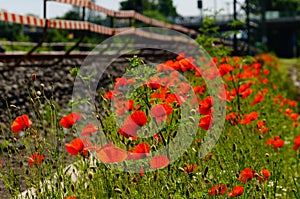 Poppies colonise a new railway embankment in a construction site.