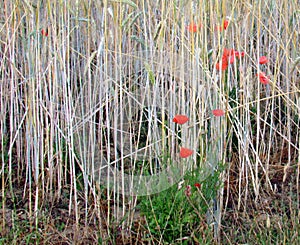 Poppies in a Cornfield, Frankfurt, Germany