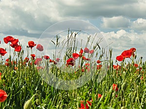 Poppies in the cornfields.