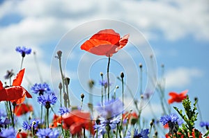 Poppies and Cornflowers photo