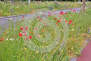 Poppies, cornflowers, lupines and grass on a busy street in the city with cars in the background during the movement.