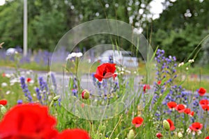Poppies, cornflowers, lupines and grass on a busy street in the city with cars in the background during the movement.