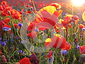 Poppies and cornflowers in the sunset