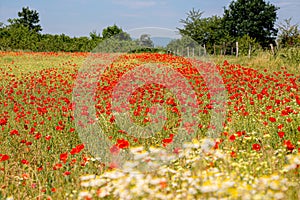 Poppies and daisies. Blue sky. Green trees. Red and white flowers in the field. Summer sunny day. Meadow flowers.