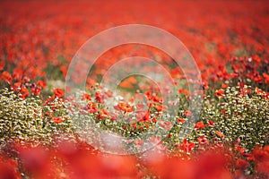 Poppies and daisies field in italian farm. wild poppy field.