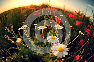 Poppies and daisy field flowers at sunset