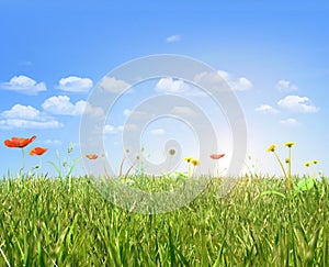 Poppies and dandelion field,blue sky and sun.