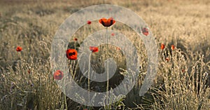 Poppies at dawn