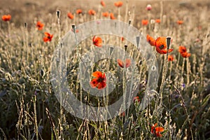 Poppies in the dew photo