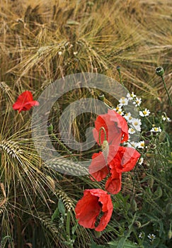 Poppies and diasies on the rye field