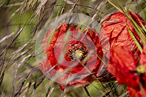 Poppies in the Dorset countryside.